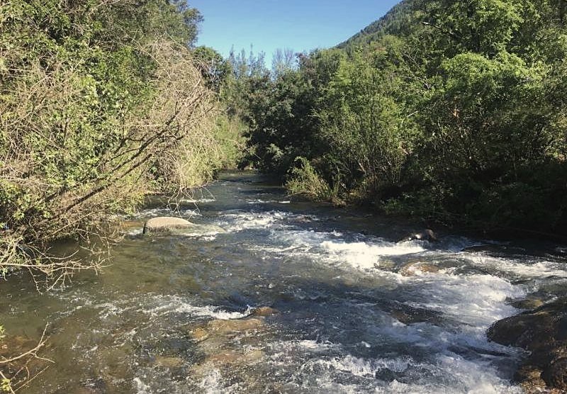 Estero de aguas cristalinas entre bosque nativo